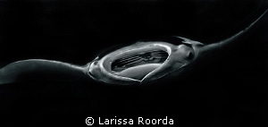 The approach of a manta. by Larissa Roorda 